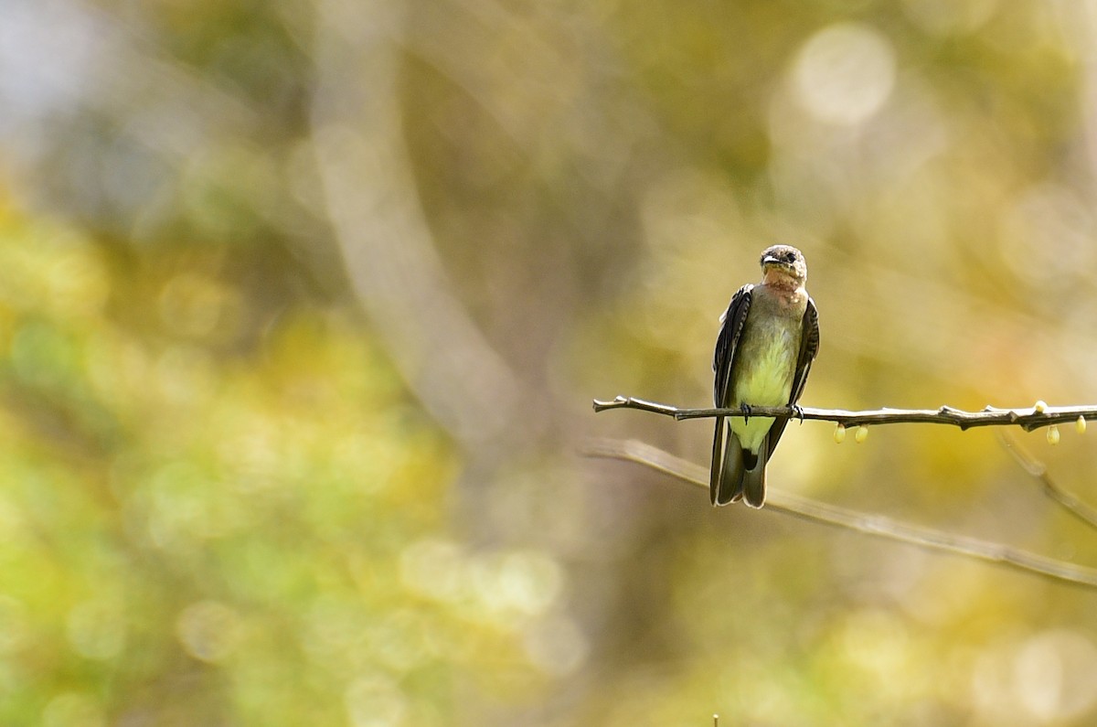 Southern Rough-winged Swallow - ML103536551