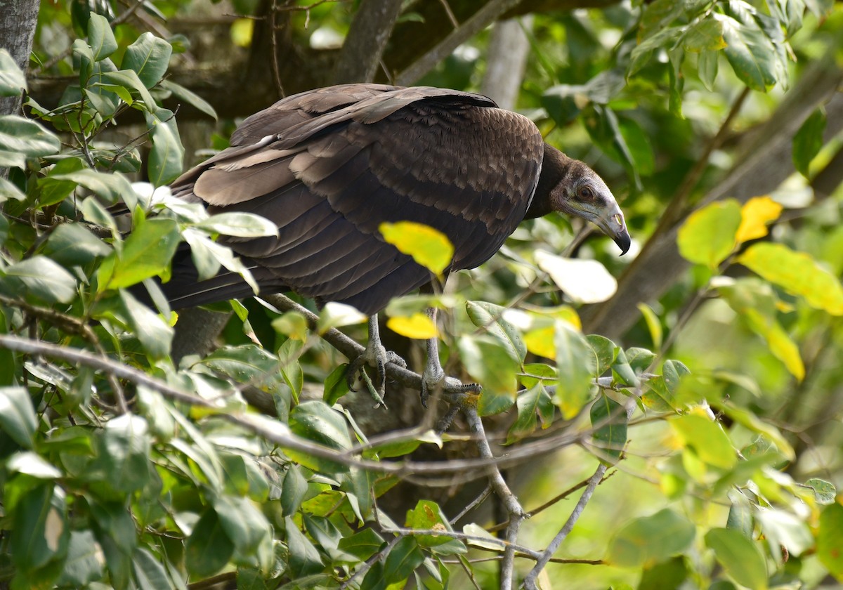 Greater Yellow-headed Vulture - Luiz Moschini