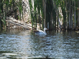 Snow Goose, ML103537981