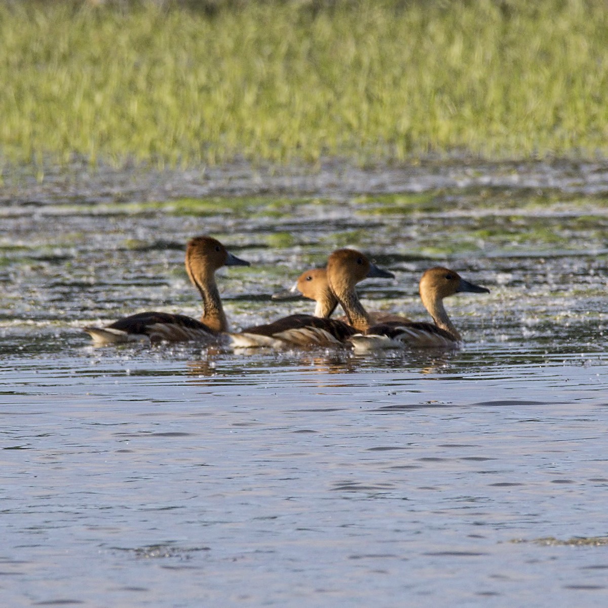 Fulvous Whistling-Duck - ML103538101