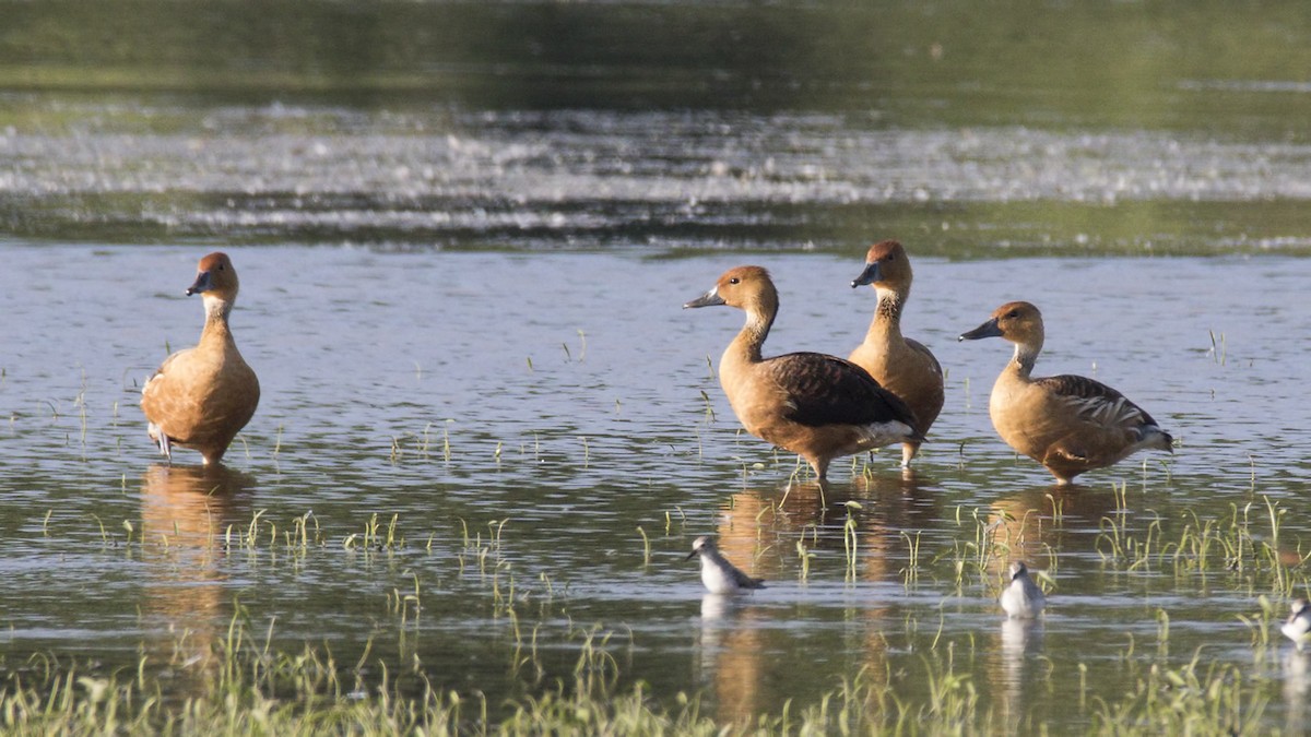 Fulvous Whistling-Duck - ML103538111