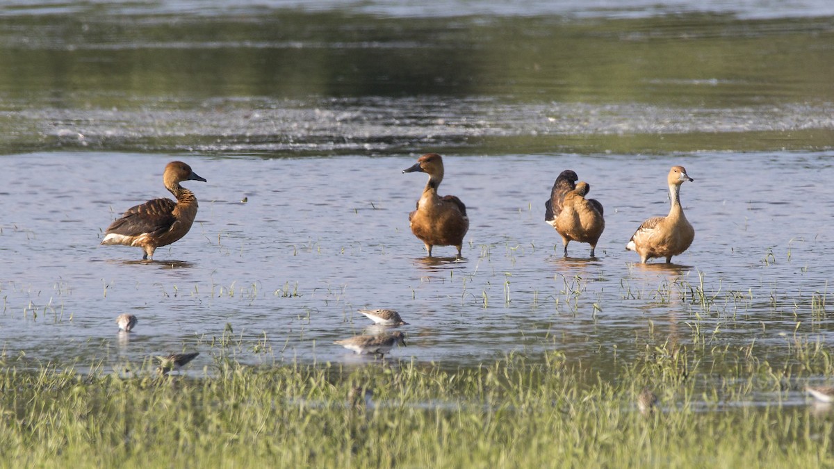 Fulvous Whistling-Duck - ML103538121