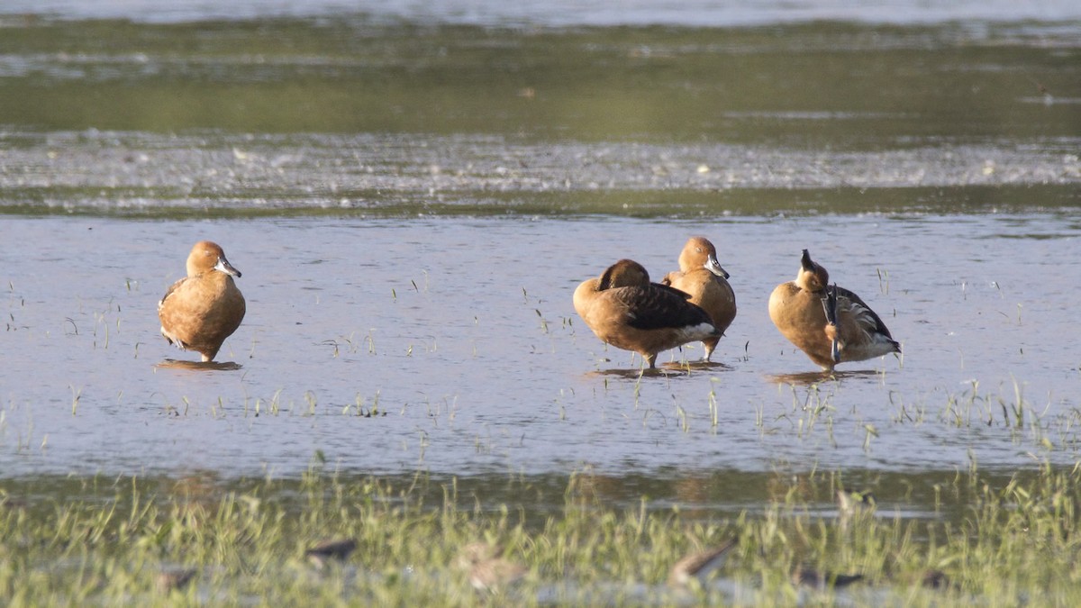 Fulvous Whistling-Duck - ML103538131