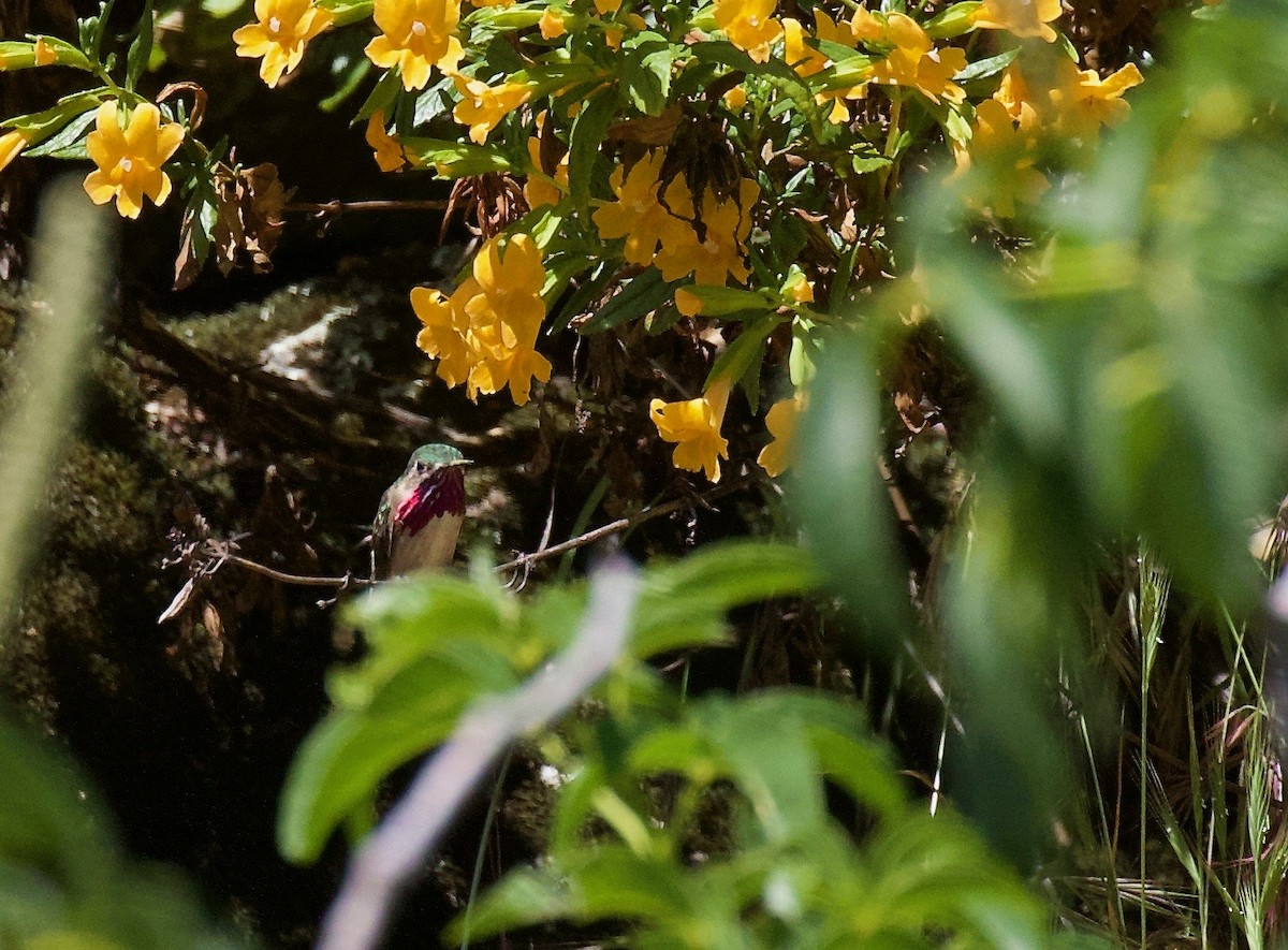 Calliope Hummingbird - Jonah  Benningfield