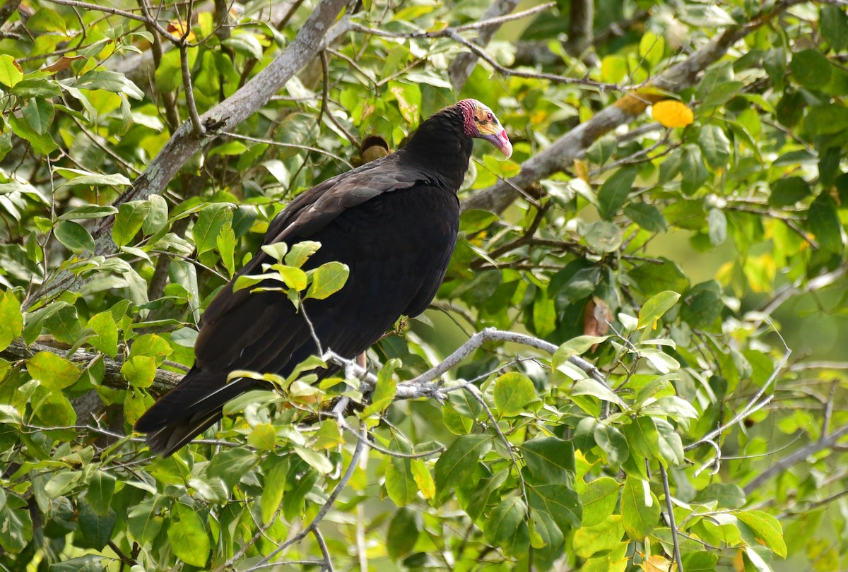 Greater Yellow-headed Vulture - ML103539091