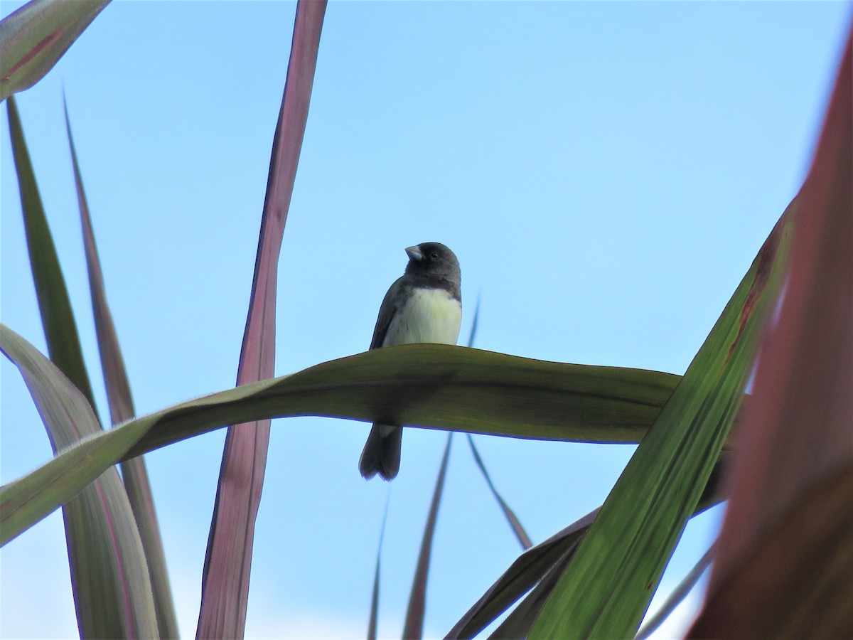 Yellow-bellied Seedeater - ML103540051