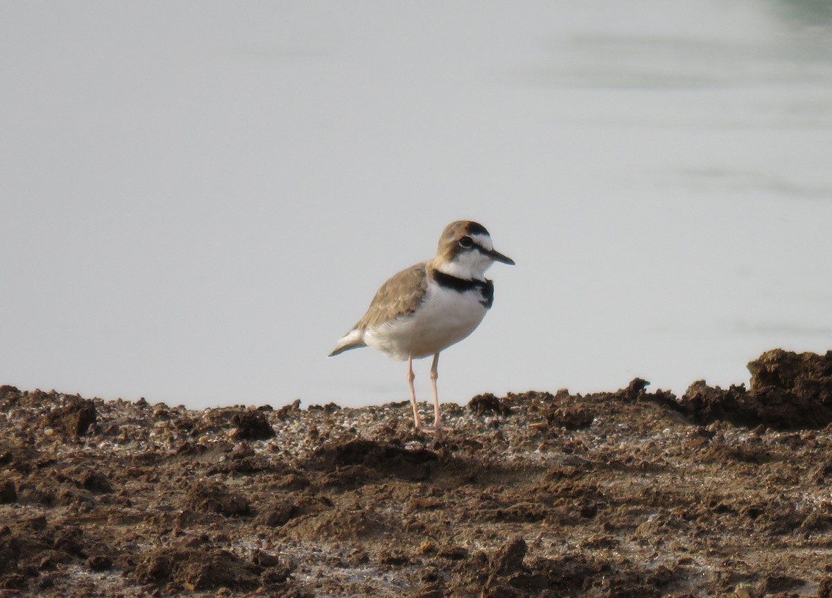 Collared Plover - ML103543021