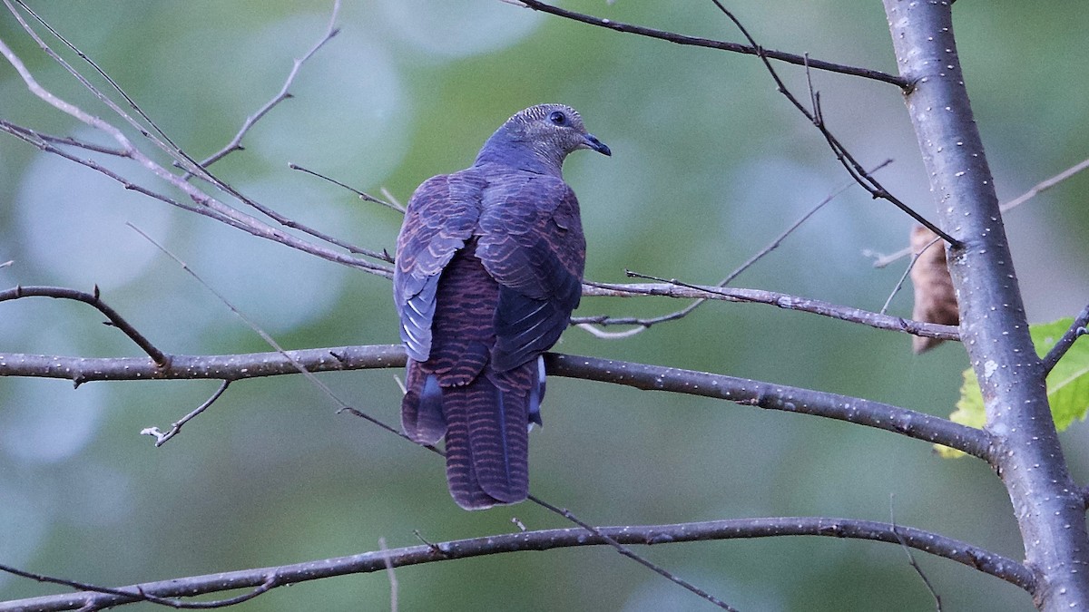 Barred Cuckoo-Dove - Snehasis Sinha