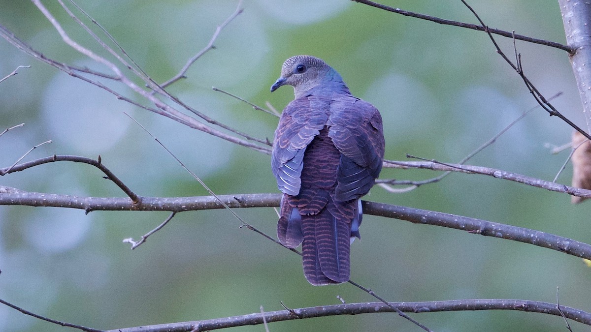 Barred Cuckoo-Dove - ML103546831
