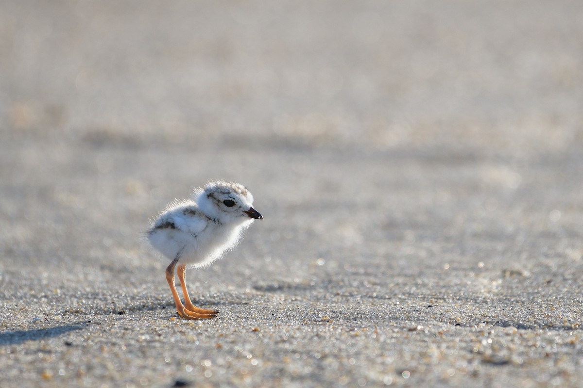 Piping Plover - ML103546951