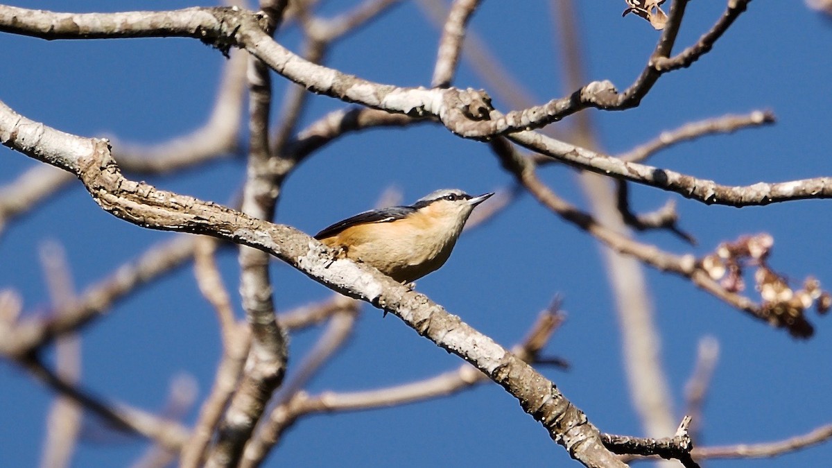 White-tailed Nuthatch - ML103547001