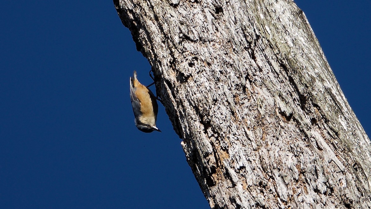 White-tailed Nuthatch - ML103547021