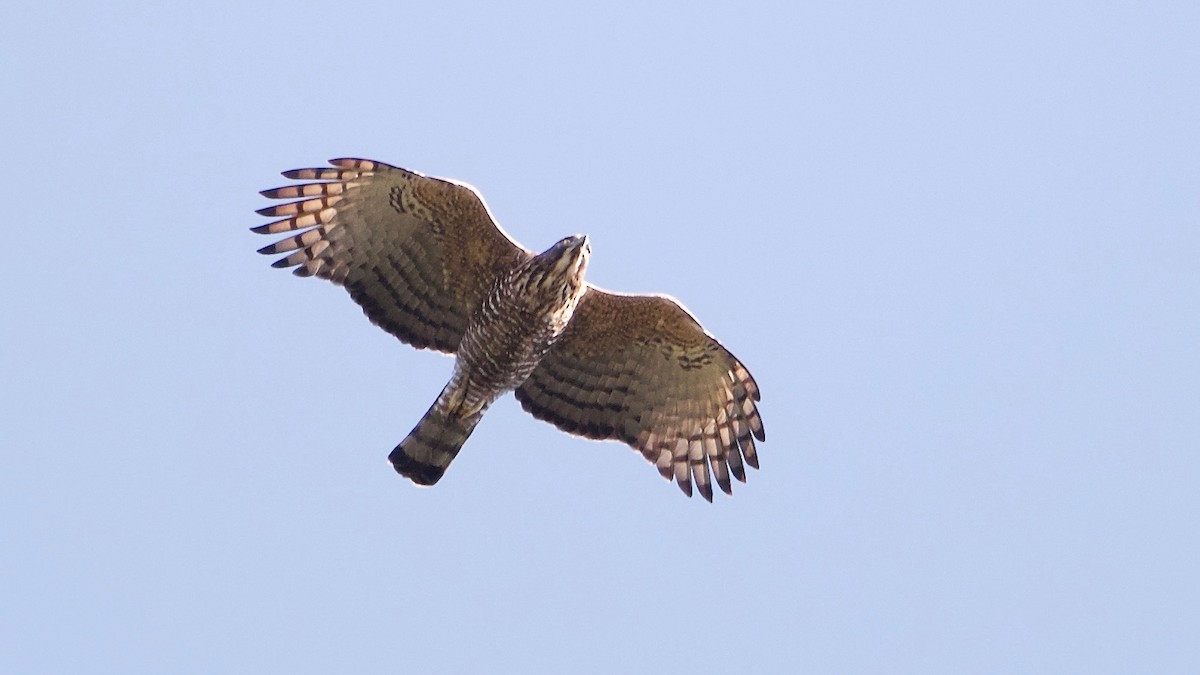 Mountain Hawk-Eagle - Snehasis Sinha