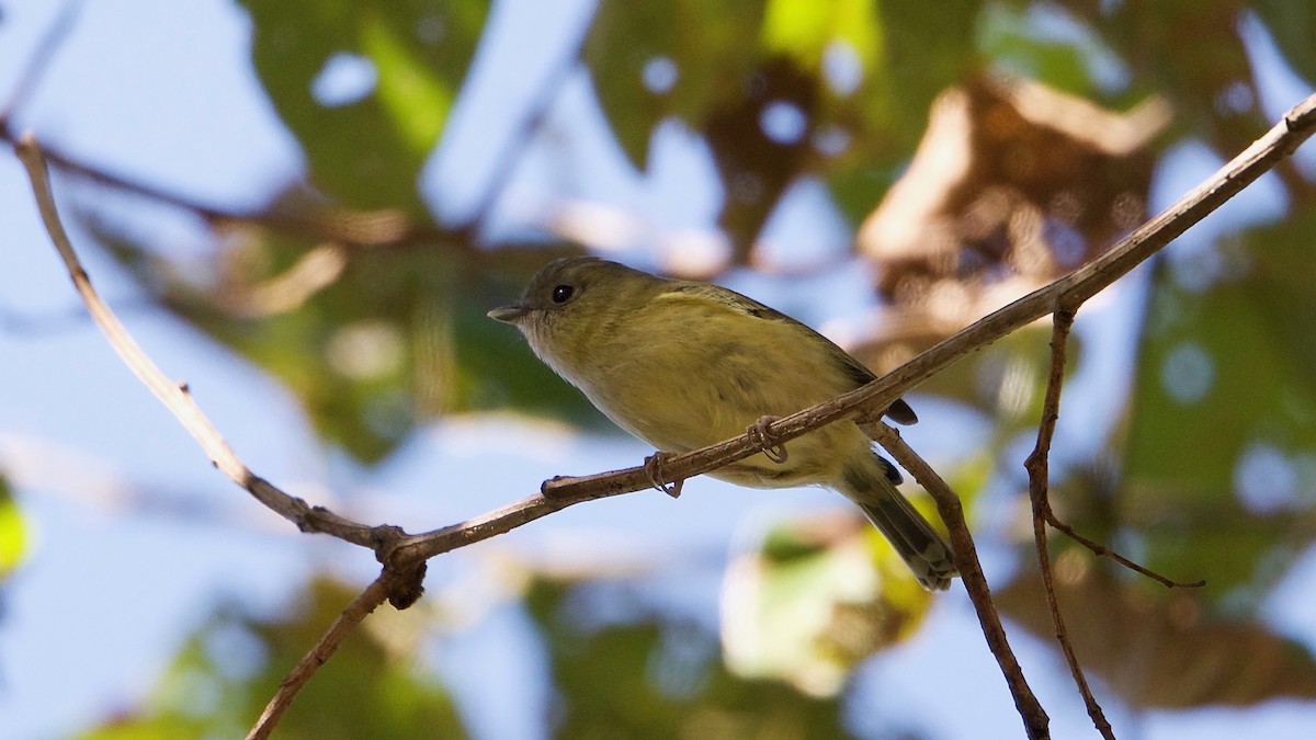 Green Shrike-Babbler - Snehasis Sinha