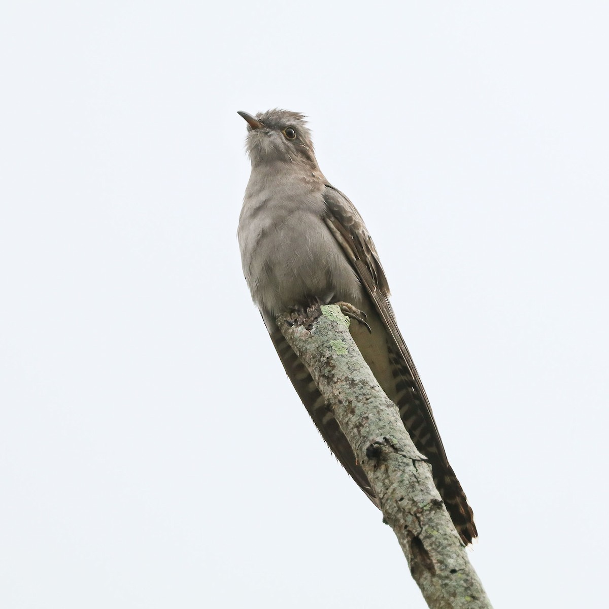 Pallid Cuckoo - Ged Tranter