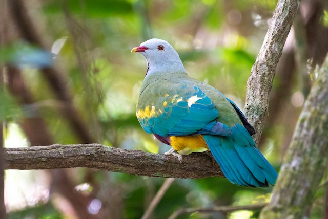 Wompoo Fruit-Dove