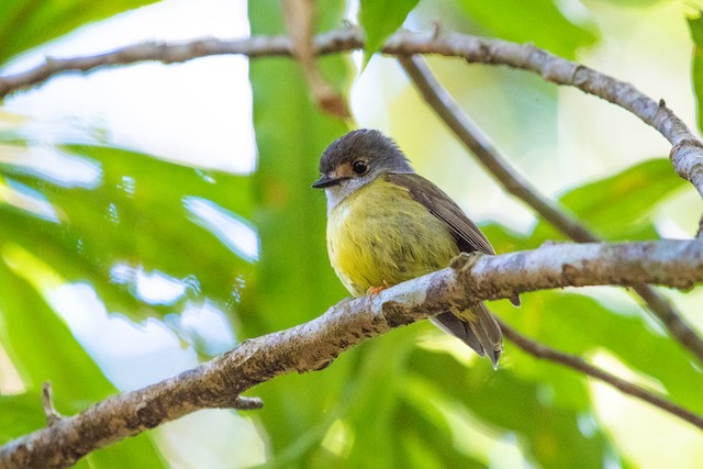 Pale-yellow Robin