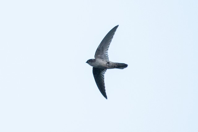 Australian Swiftlet