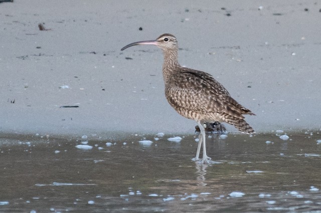 Eurasian Whimbrel