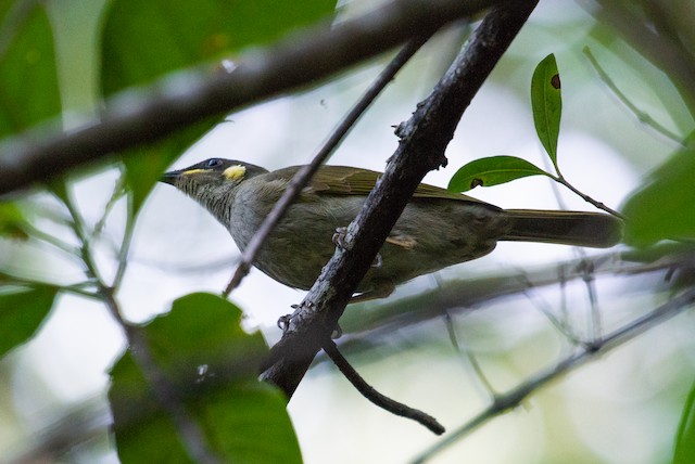 Yellow-spotted Honeyeater