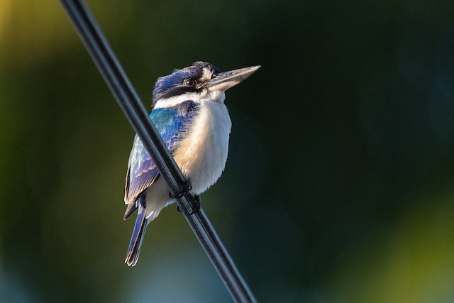 Forest Kingfisher