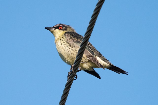 Metallic Starling