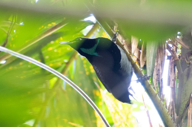 Victoria's Riflebird