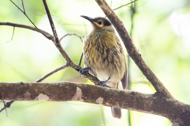 Macleay's Honeyeater