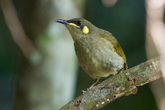 Cryptic Honeyeater