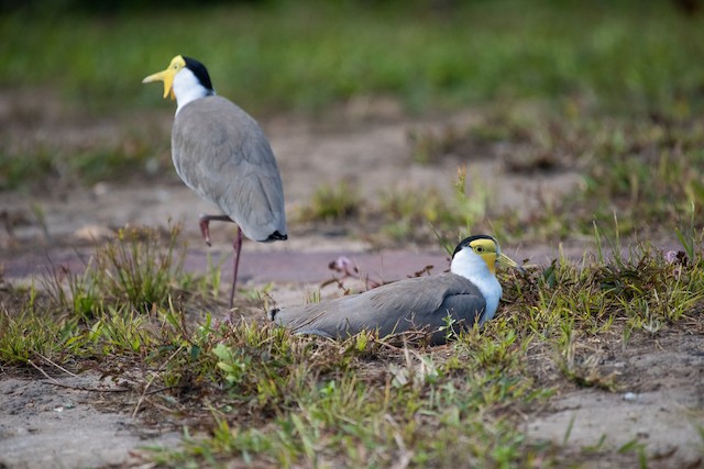 Masked Lapwing