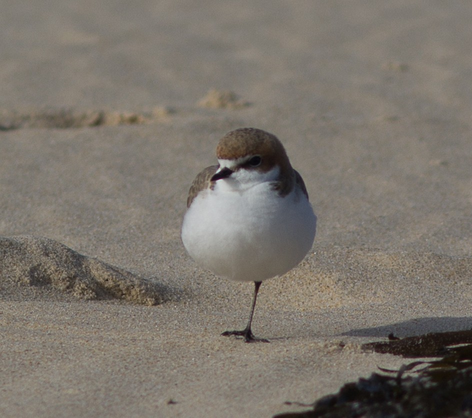 Red-capped Plover - ML103557441