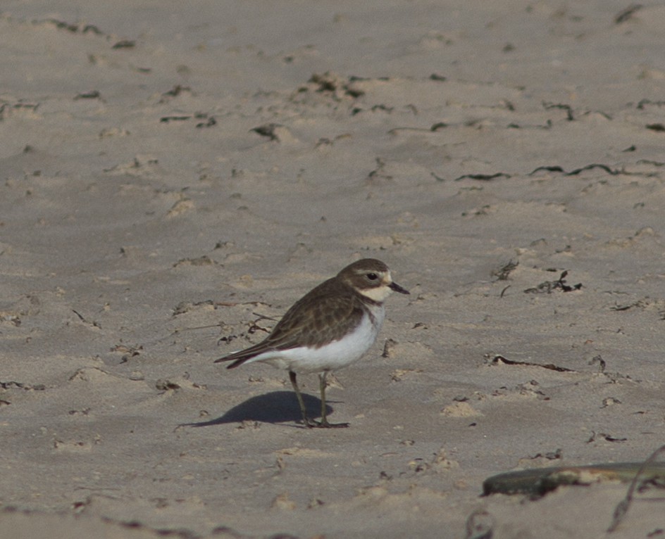 Double-banded Plover - ML103557601