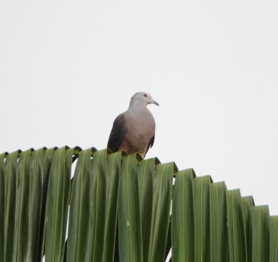 Peale's Imperial-Pigeon - Billy Hood