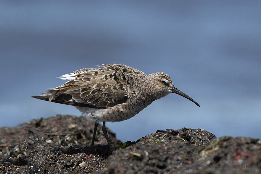 Curlew Sandpiper - Timothy Thompson