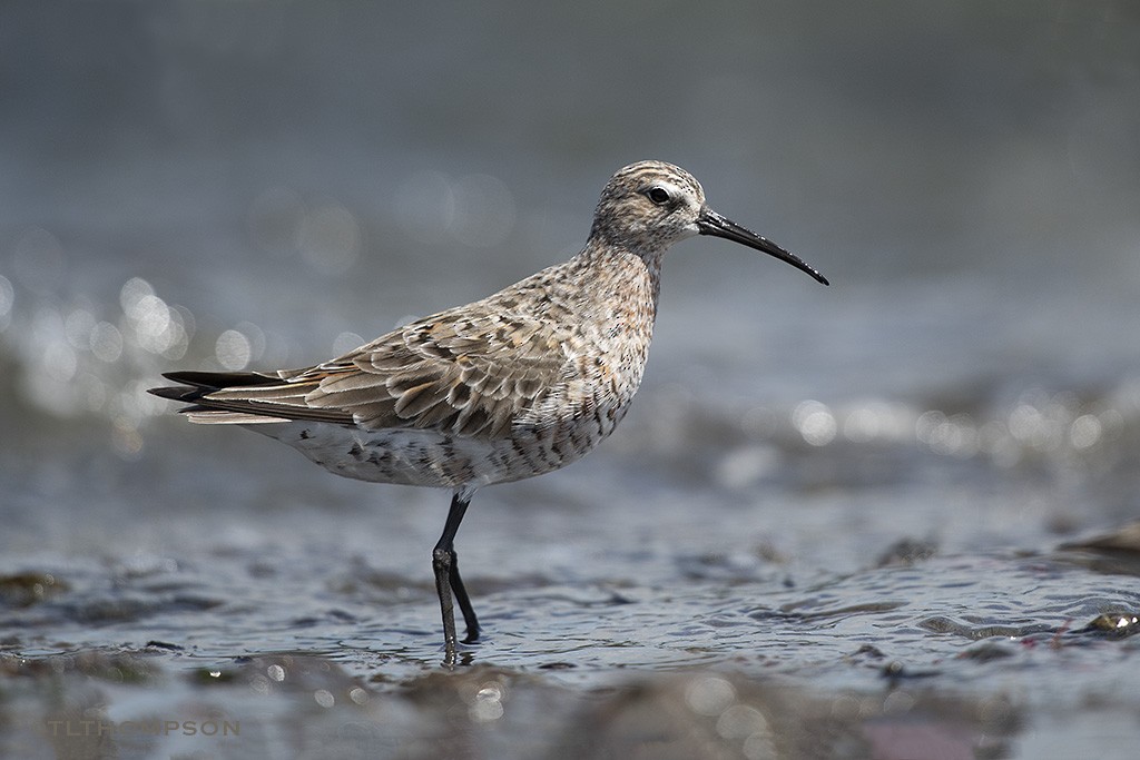 Curlew Sandpiper - Timothy Thompson
