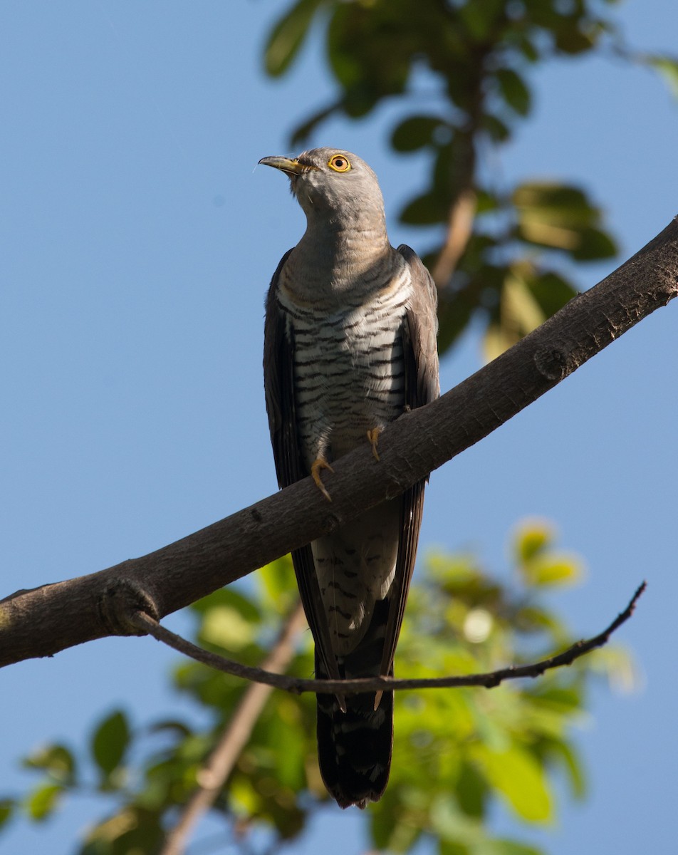 Common Cuckoo - ML103559501