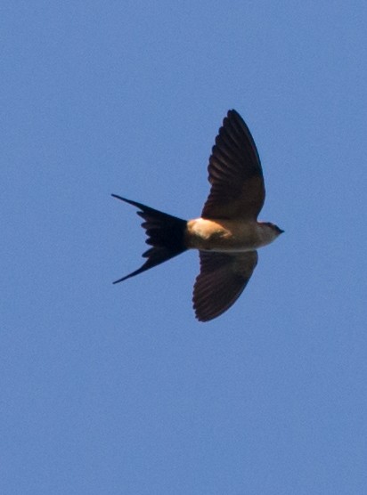 Red-rumped Swallow - ML103559571