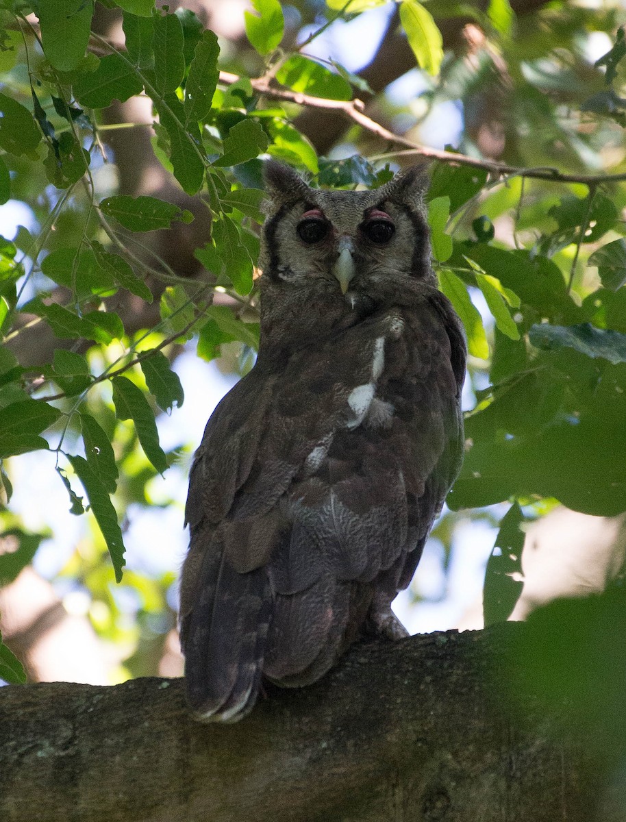 Verreaux's Eagle-Owl - ML103559671