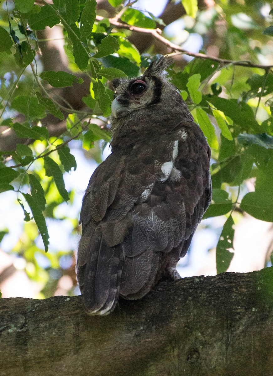 Verreaux's Eagle-Owl - ML103559681