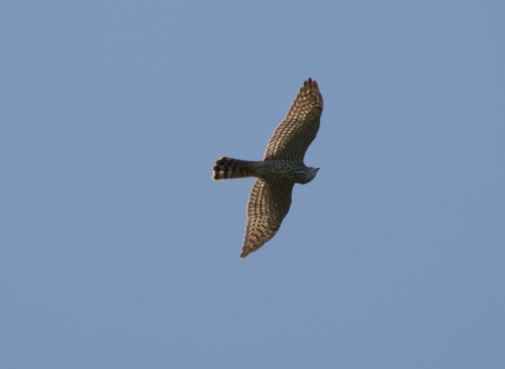 Levant Sparrowhawk - ML103559781