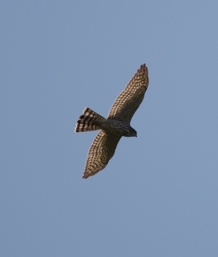 Levant Sparrowhawk - ML103559811