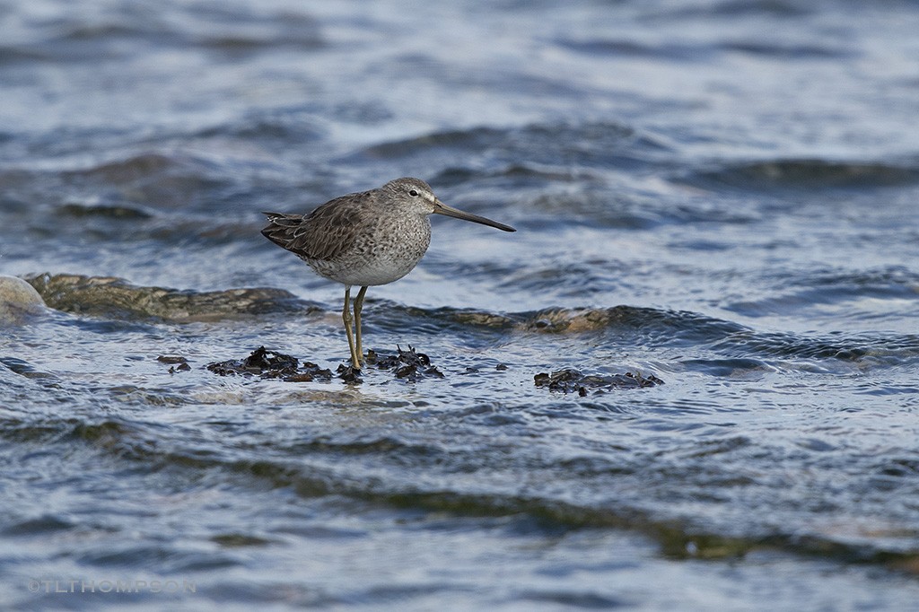 Short-billed Dowitcher - Timothy Thompson