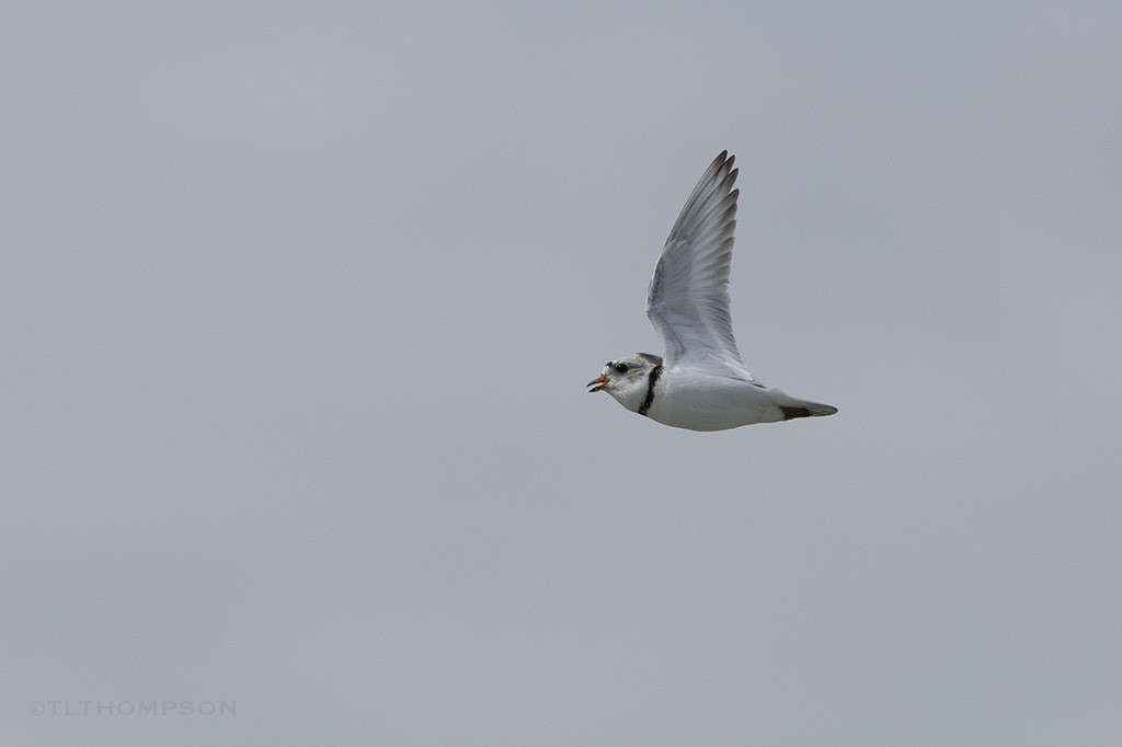 Piping Plover - ML103559951