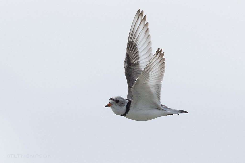 Piping Plover - ML103559961