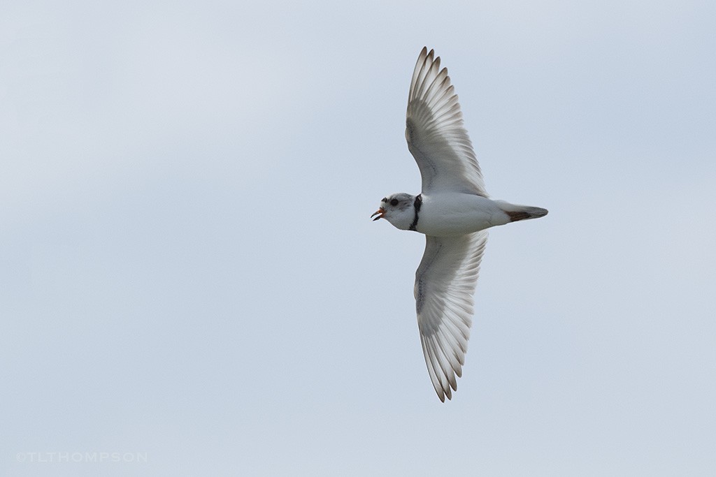 Piping Plover - ML103559971