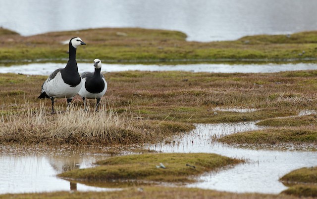 Barnacle Goose (Branta Leucopsis) - Birds & Wetlands