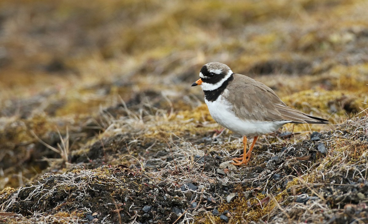 Common Ringed Plover - ML103563501