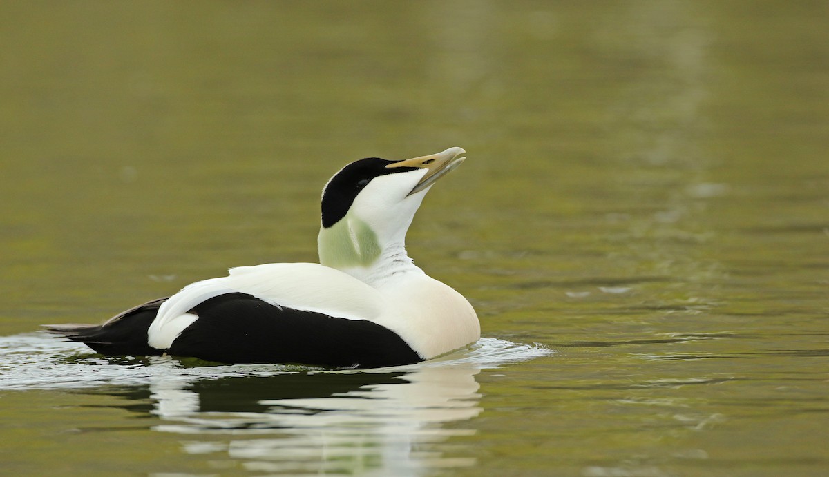 Common Eider (Northern) - Luke Seitz