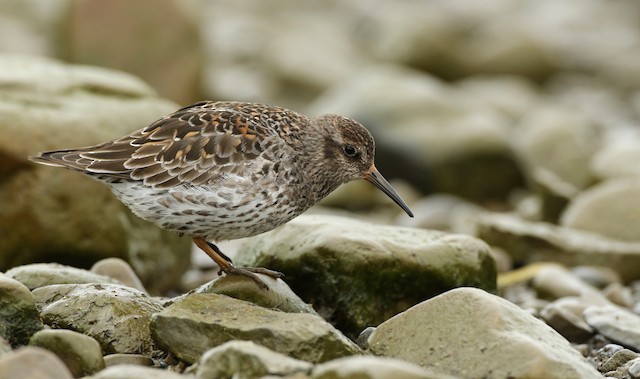 purple sandpiper breeding