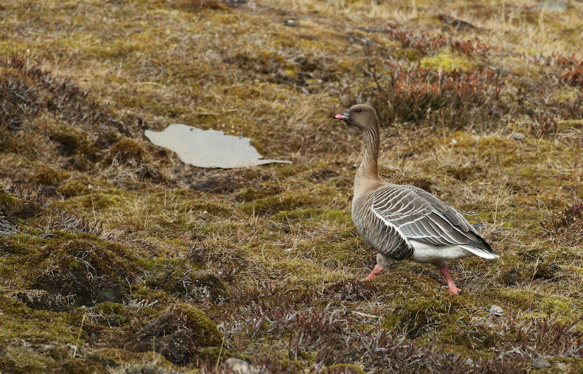 Pink-footed Goose - ML103563811